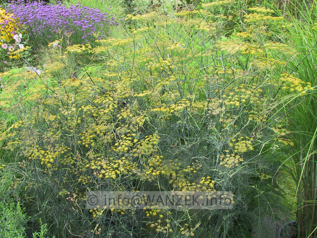 Foeniculum vulgare Rubrum - Bronzefenchel .JPG